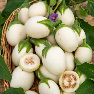 Aubergine Blanche Ronde à Œuf - Cuisine du Monde